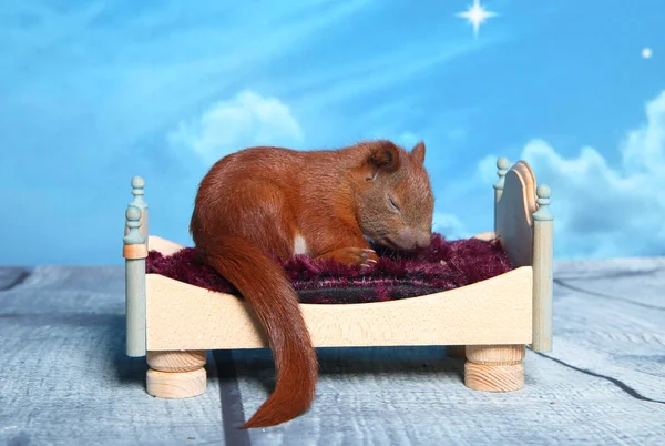 Sincap bir yatakta uyumak