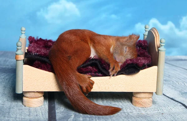 Squirrel sleeping in a bed — Stock Photo, Image