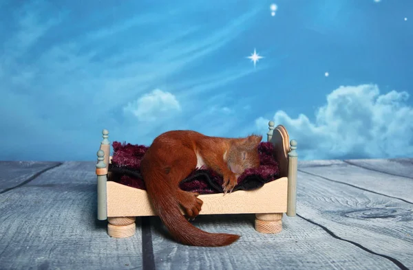 Squirrel sleeping in a bed — Stock Photo, Image