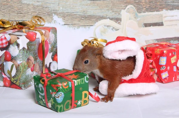 Young christmas squirrel — Stock Photo, Image