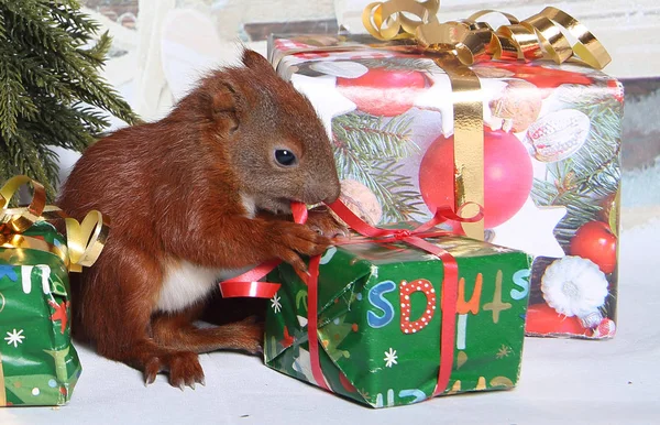 Młody Boże Narodzenie wiewiórka — Zdjęcie stockowe