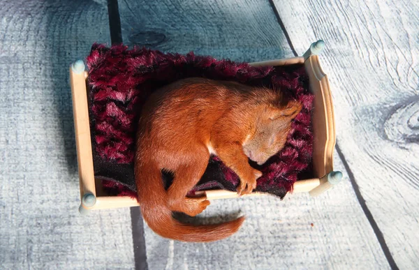 Scoiattolo dormire in un letto Fotografia Stock