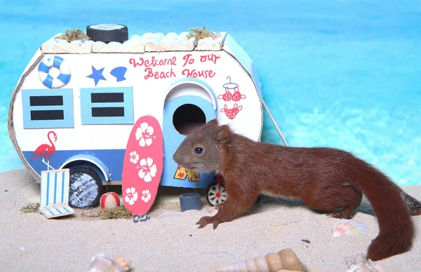 Eekhoorn op een strand — Stockfoto