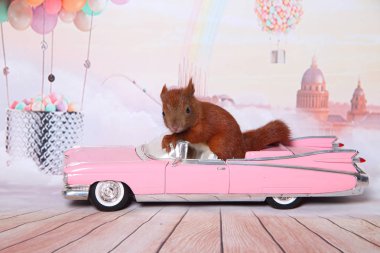 sevimli genç sincap