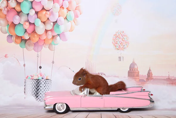 sevimli genç sincap