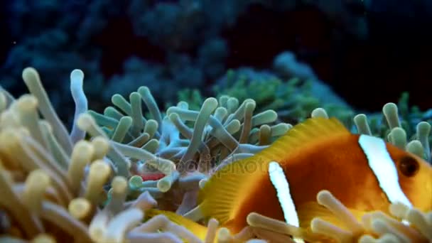 Portrait shot of clownfish in anemone, red sea — Stock Video