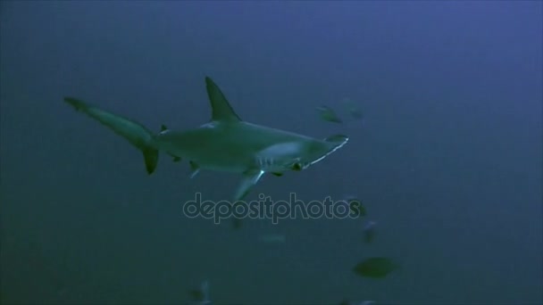 Tiburón martillo en aguas abiertas, mar rojo — Vídeo de stock