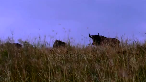 Gruppe von Gnus im hohen Savannengras, Afrika — Stockvideo