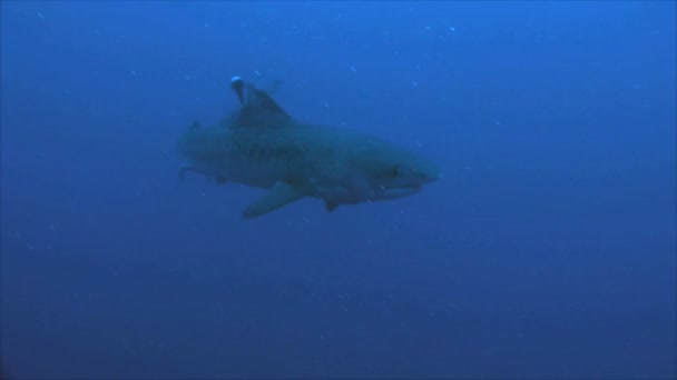 Sob a água tiro de tubarão tigre jovem com dois remoras — Vídeo de Stock