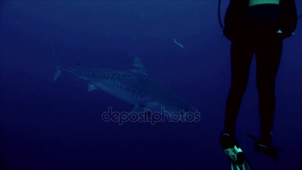 Тигрова акула тісно зустрічається з водолазним дайвером — стокове відео