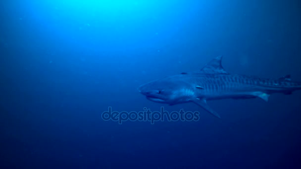 Genç kaplan köpekbalığı su portre çekim altında — Stok video