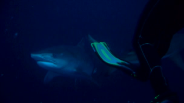 Unter Wasser Portraitaufnahme von Tigerhai im blauen Wasser — Stockvideo