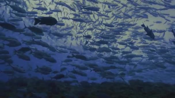 Reuze school van vissen over koraal rif, palau — Stockvideo