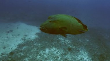 Napoleon wrasse, mercan, palau