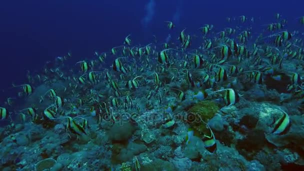 Obří škola tropických ryb v korálový útes, palau — Stock video