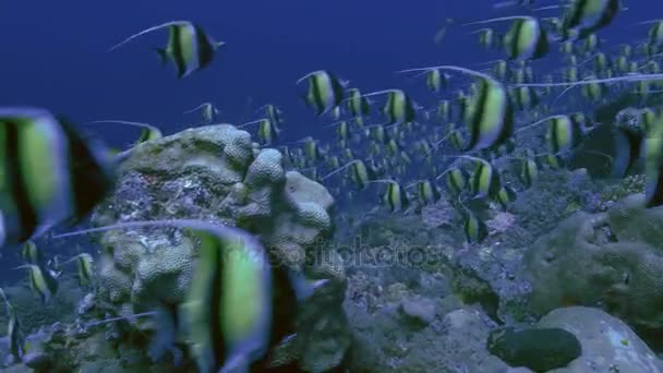 Reuze school van tropische vissen in koraalrif landschap, palau — Stockvideo