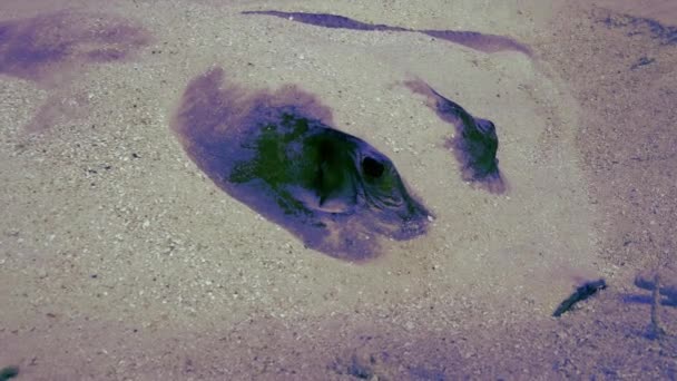 Big stingray hides in sand, underwater shot, palau — Stock Video