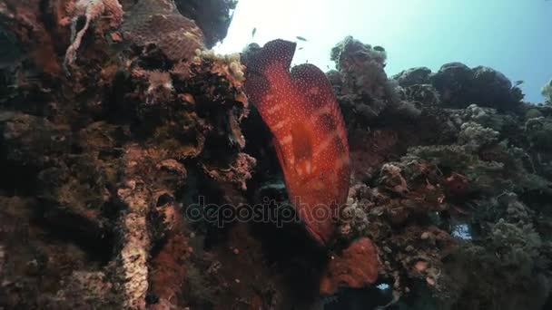 沈没船、パラオでカラフルなサンゴ礁の魚たち — ストック動画