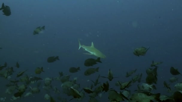 Squalo incontra una grande scuola di pesci, sotto colpo d'acqua — Video Stock