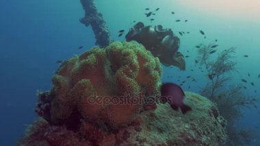 mercan batık gemi enkazı artı ederler, palau