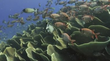 büyük lahana mercan, Palau içinde yüzme sincap balık sürüsü