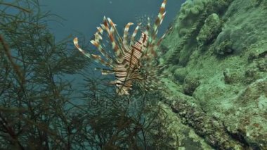 batık gemi, palau, av için bekleyen lionfish