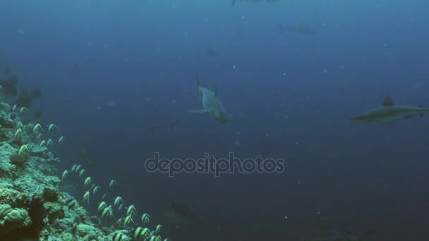 Grey reefshark at huge drop off, under water shot, Palau — стоковое видео