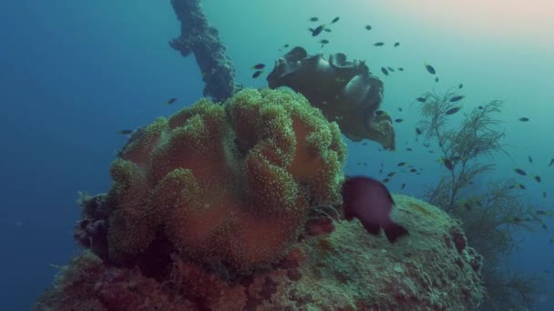 Corais em naufrágio navio naufragado mais damselfish, palau — Vídeo de Stock