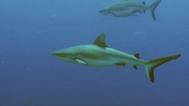 Grupp av hajar cruising i blått vatten ström, palau — Stockvideo