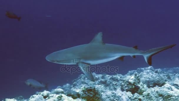 Подводный кадр серых рифовых акул, плывущих вдоль глубокой рифовой стены, Палау — стоковое видео