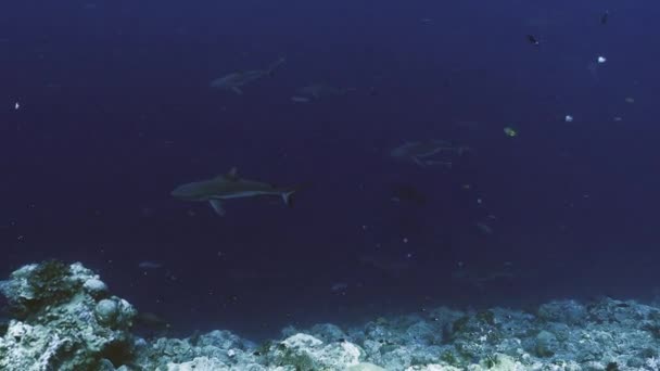 Grande escola de tubarões em água azul, palau, micronésia — Vídeo de Stock
