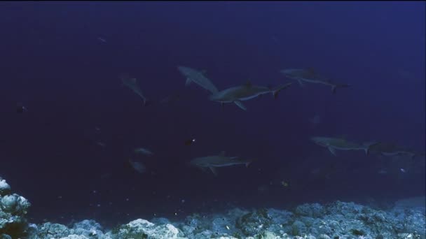 Stor skola av hajar cruising i blått vatten, palau — Stockvideo