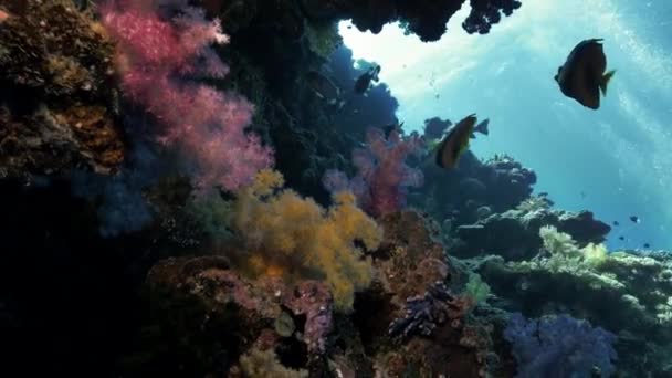 Corais moles em recifes tropicais, palau, micronésia — Vídeo de Stock