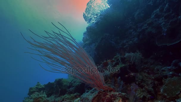 Hermosa pared de arrecife de coral en Micronesia — Vídeos de Stock