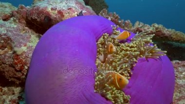 Palyaço balıkları içinde kapalı anemone, Palau