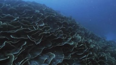 Lahana sert mercan Palau dev koloni