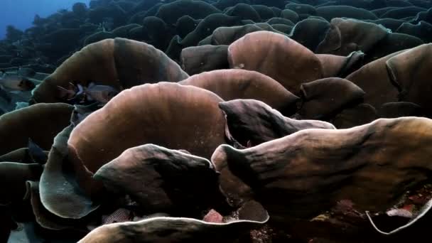 Huge colony of cabbage coral with squirrel fishes, Palau — Stock Video