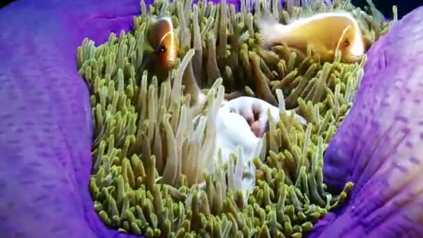 Clown fishes in closed anemone, Palau — Stock Video