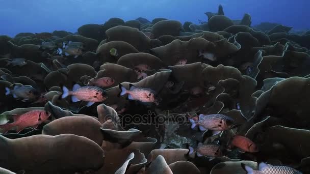 Enorme colonia de coral repollo con peces ardilla, Palau — Vídeo de stock