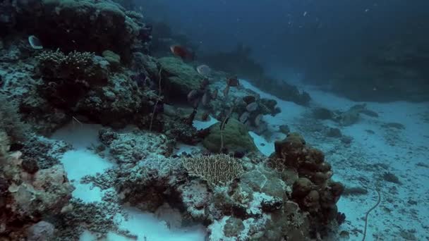 Movimento rápido de peixes tropicais no recife de coral, Palau — Vídeo de Stock