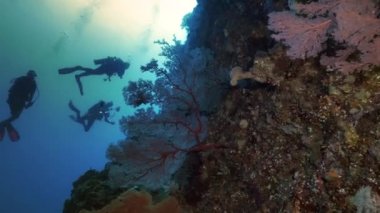 Tüplü dalgıçlar güzel mercan duvar, Palau, Grup