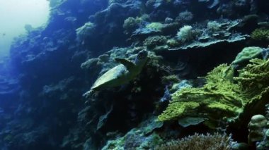 Hawksbill deniz kaplumbağası resif duvar boyunca, Palau Yüzme