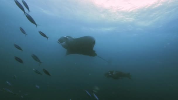Dos grandes manta ray están pasando, palau, micronesia — Vídeo de stock