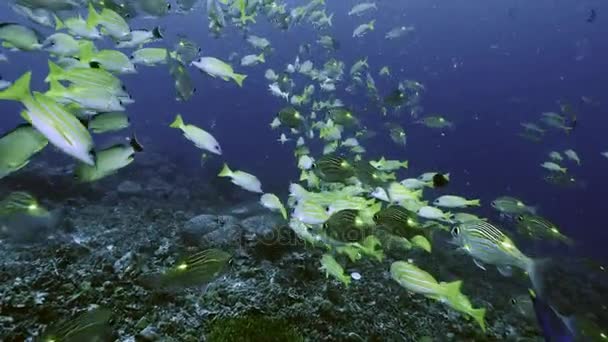 Peces tropicales en el arrecife, Palaos — Vídeo de stock