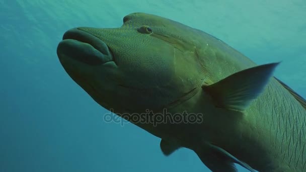 Sluit schot van grote Napoleon Wrasse, Palau — Stockvideo