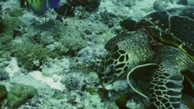 hawksbill deniz kaplumbağası besleme mercan, palau