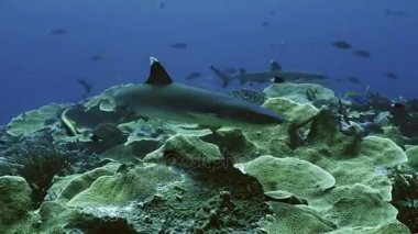 Whitetip resif köpekbalığı resif üst, Palau