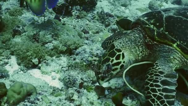 Carey carey tortuga marina alimentándose de corales, palaos — Vídeos de Stock