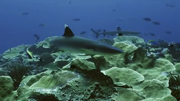 Tubarão de recife Whitetip no topo do recife, Palau — Vídeo de Stock