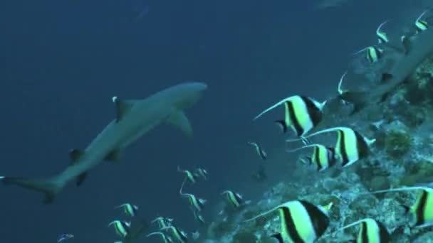 Whitetip reefsharks volgen een groep van Moorse idool, palau — Stockvideo